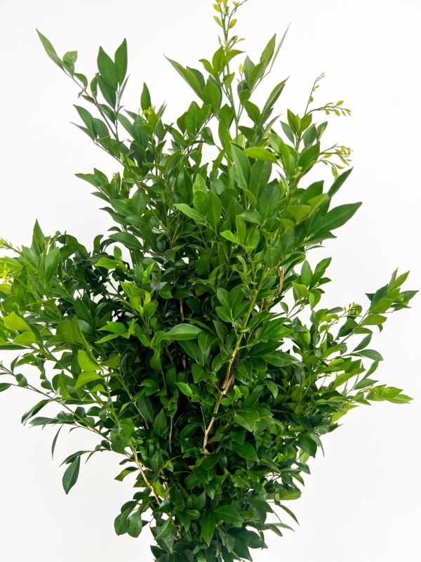 Kamini foliage
